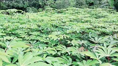 Cassava leaves Stock Footage 219976894
