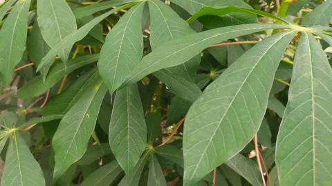 Cassava leaves Stock Footage 221557616