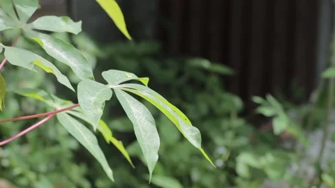 The cassava leaves Stock Footage 239885171