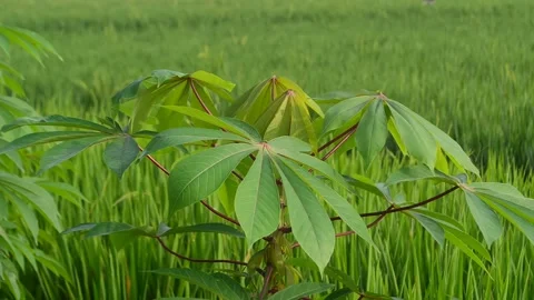 Cassava leaves Stock Footage 277667639