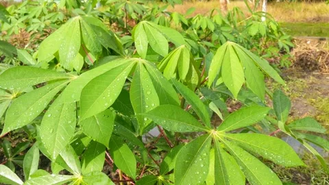 Cassava leaves Stock Footage 292414902