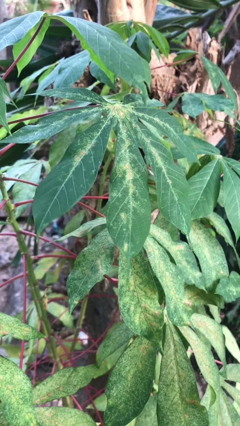 Cassava Leaves Stock Footage 312202512
