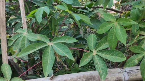 Cassava leaves Stock Footage 340486680