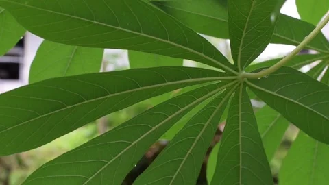 Cassava leaves move in the wind. Stock Footage 132892320