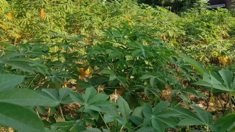 Cassava leaves move in the wind. Stock Footage 246732960