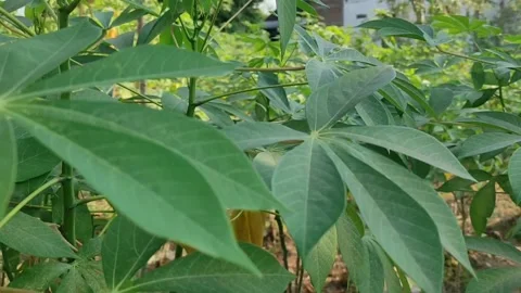 Cassava leaves move in the wind. Stock Footage 246732967