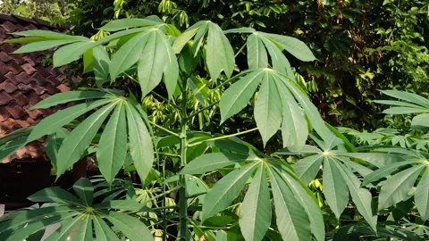 Cassava leaves moving Stock Footage 288686417