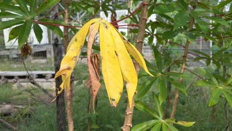 Cassava leaves moving in the wind Stock Footage 202234610