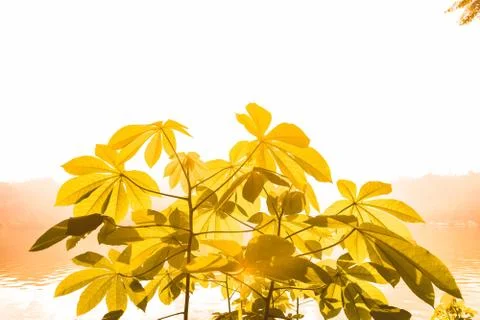 Cassava leaves Stock Photos