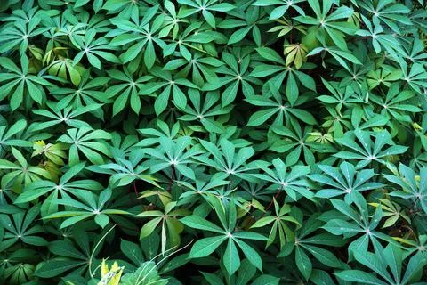 Cassava leaves Stock Photos