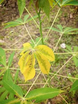 Cassava leaves Stock Photos