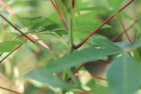 Cassava leaves Stock Photos