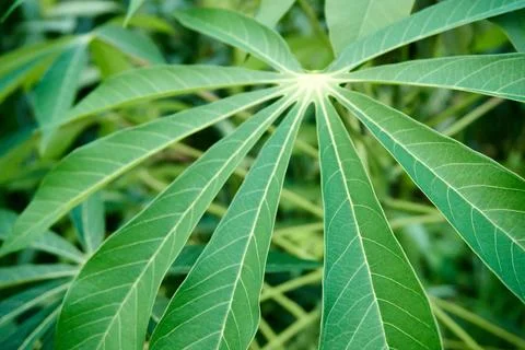 Cassava leaves Stock Photos