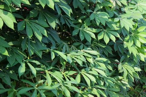 Cassava Leaves Stock Photos