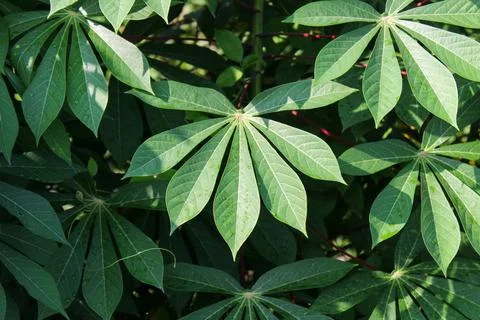 Cassava Leaves Stock Photos