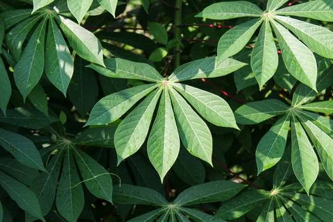 Cassava Leaves Stock Photos