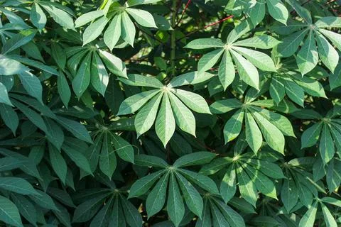 Cassava Leaves Stock Photos
