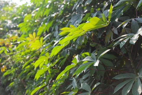 Cassava Leaves Stock Photos