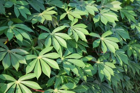 Cassava Leaves Stock Photos