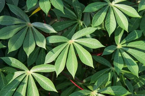 Cassava Leaves Stock Photos
