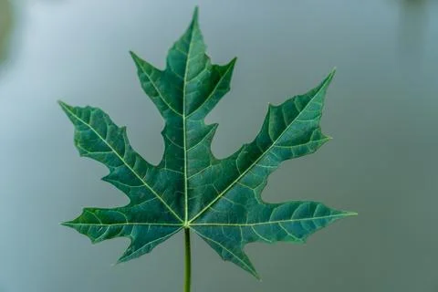 Cassava leaves Stock Photos