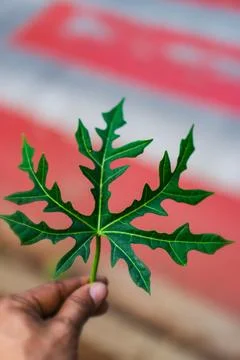 Cassava leaves Stock Photos