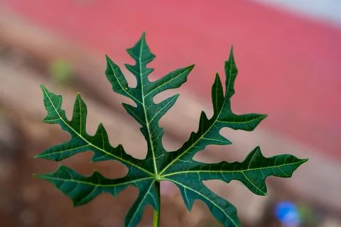 Cassava leaves Stock Photos