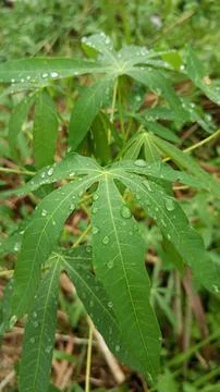 Cassava leaves Stock Photos