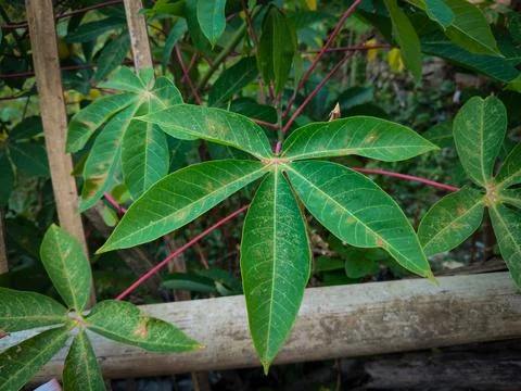 Cassava leaves 库存照片