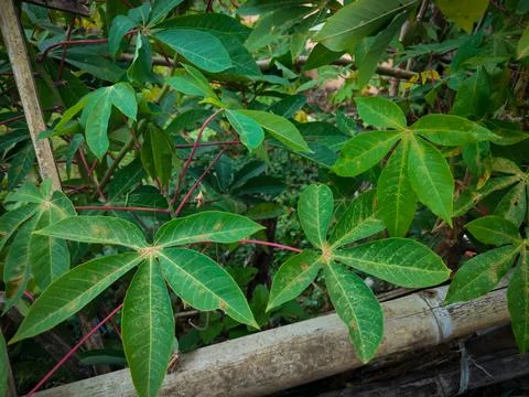 Cassava leaves Photos