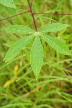 Cassava leaves planted in fields with dense grass Stock Photos