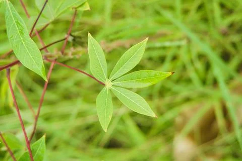 Cassava leaves planted in fields with dense grass Stock Photos