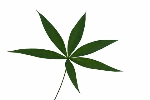 Cassava leaves shape on white isolate Stock-Fotos