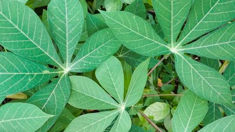 Cassava leaves in sharp focus, showcasing texture and veins. Stock Photos