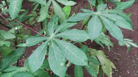 Cassava leaves sway in the wind Stock Footage 224641444