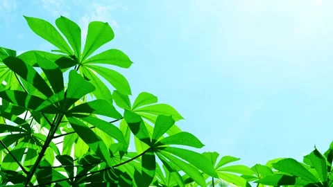 Cassava leaves swaying by the wind 库存影片 273664137