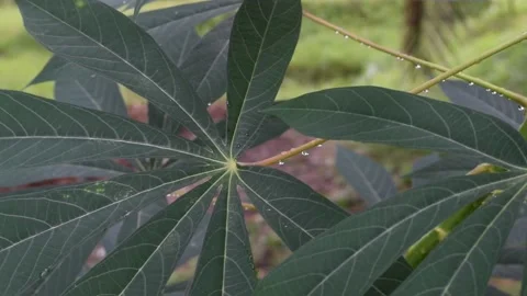Cassava leaves with water drop flutter in the wind. Stock Footage 133515461