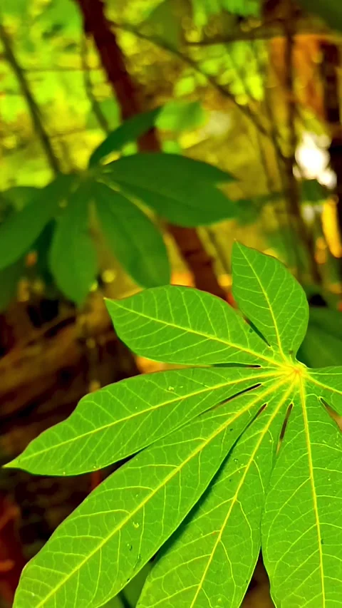 Cassava Leaves Waving in Wind with Sunlight in Tropical Garden Stock Footage 328486608