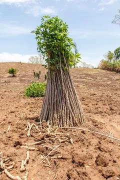 Cassava Stock Photos