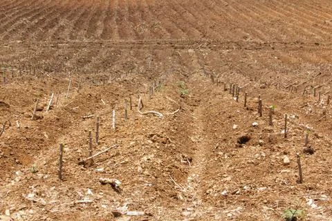 Cassava 스톡 사진