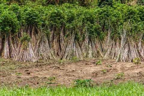 Cassava Stock Photos