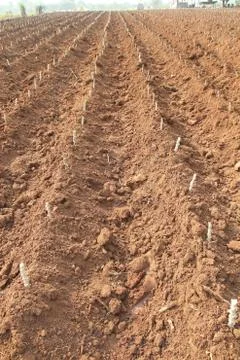 Cassava Stock Photos