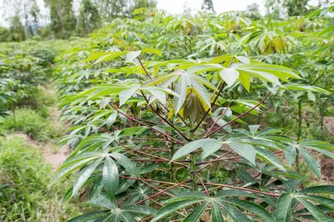 The cassava Stock Photos