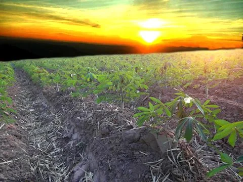 Cassava Stock Photos