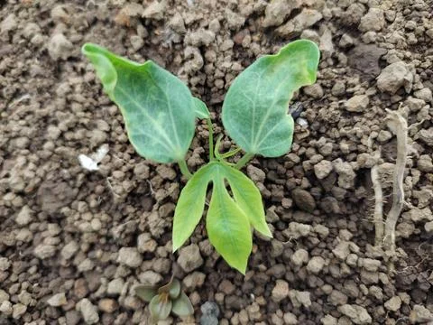 Cassava Stock Photos