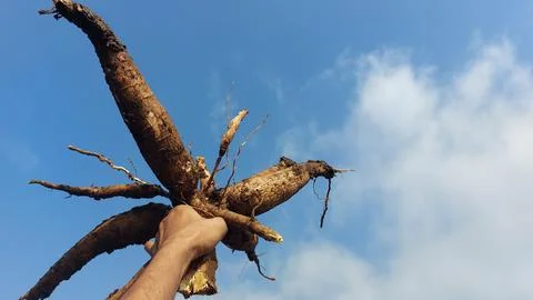 Cassava Stock Photos