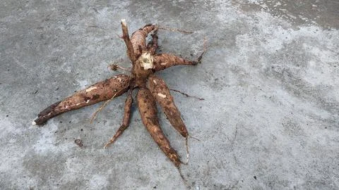 Cassava Stock Photos