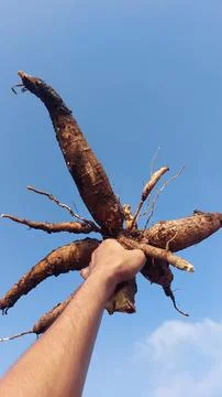 Cassava Stock Photos