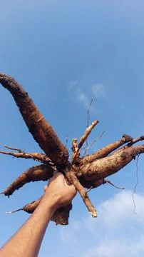 Cassava Stock Photos