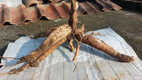 Cassava Stock Photos